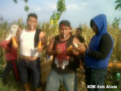Petani di Lahan Hutan Panen Jagung