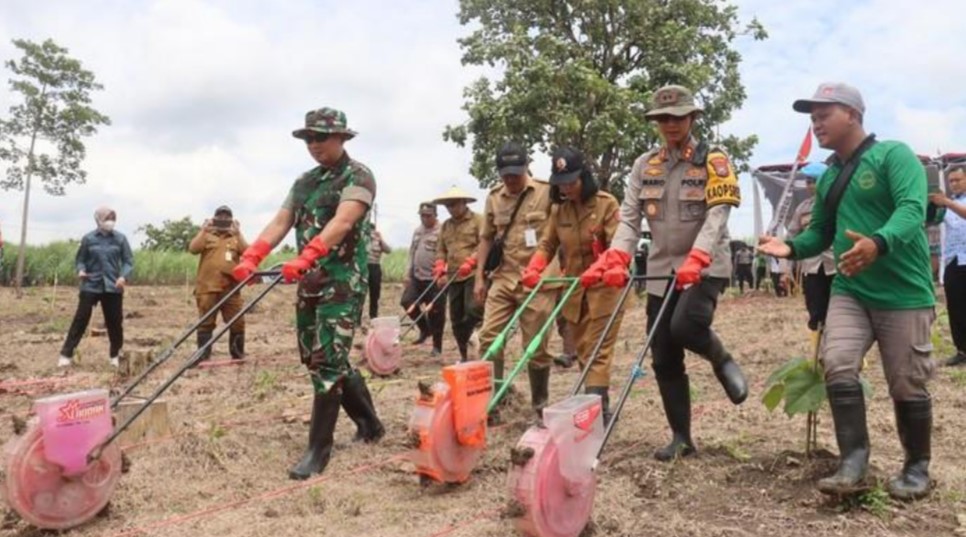 PENANAMAN JAGUNG SERENTAK