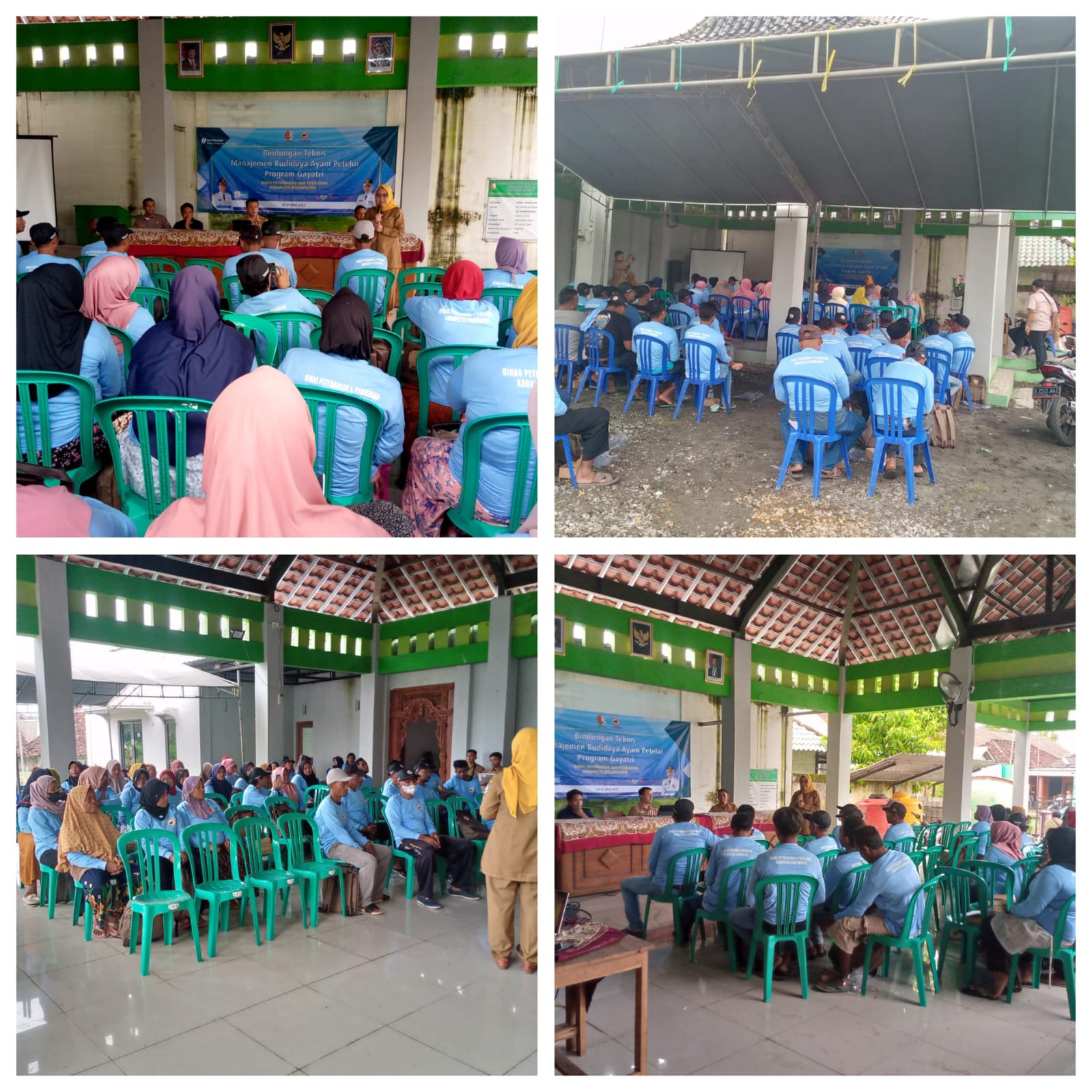 BIMBINGAN TEKNIS MANAJEMEN BUDIDAYA  AYAM PETELUR PROGRAM GAYATRI